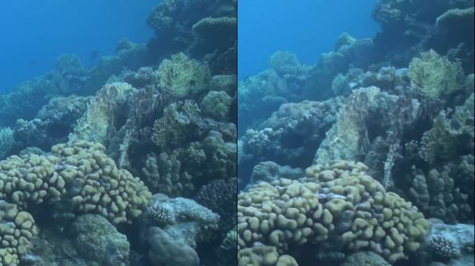 海底世界的美丽与珊瑚的存在相辅相成。