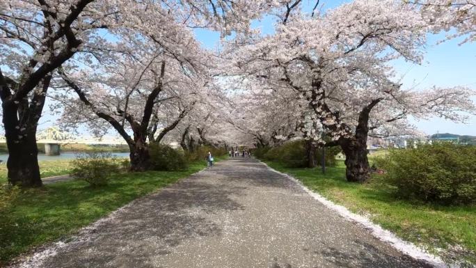 日本春天北上天町公园的赏樱小径。