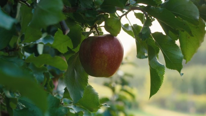 苹果挂在树枝上的细节
