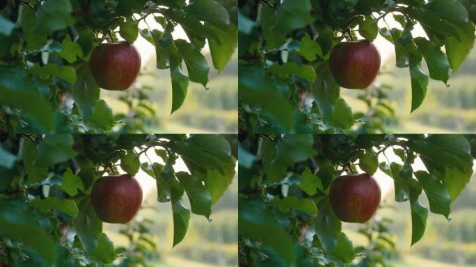 苹果挂在树枝上的细节