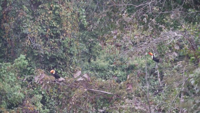 在阿根廷北部的卡利列瓜国家公园，成群的托科巨嘴鸟栖息在远处的热带树上。