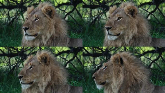 狮子的脸特写，坐在野外