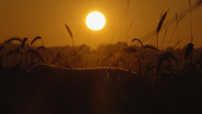 日落时分迷人天空下美丽金色麦田的慢镜头