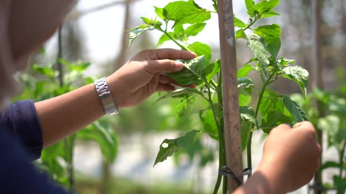 印度尼西亚日惹辣椒农场的叶蝉害虫检查