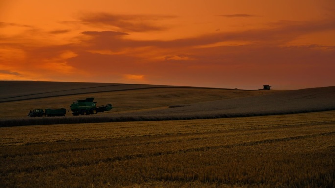 日落时分，橙色天空衬托下，小麦景观上的农用车吊车镜头