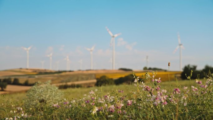 盛开的地平线:野花和风力涡轮机在农村