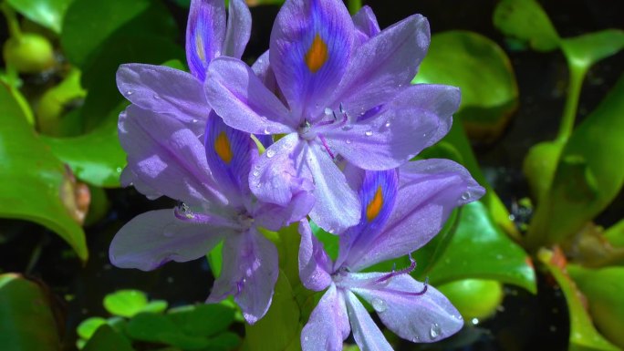 水葫芦(Eichhornia azurea)，淡紫色不对称水生植物花，入侵检疫种