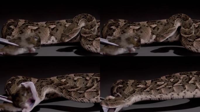 慢动作蛇打泡扑蝰蛇吃老鼠自然纪录片