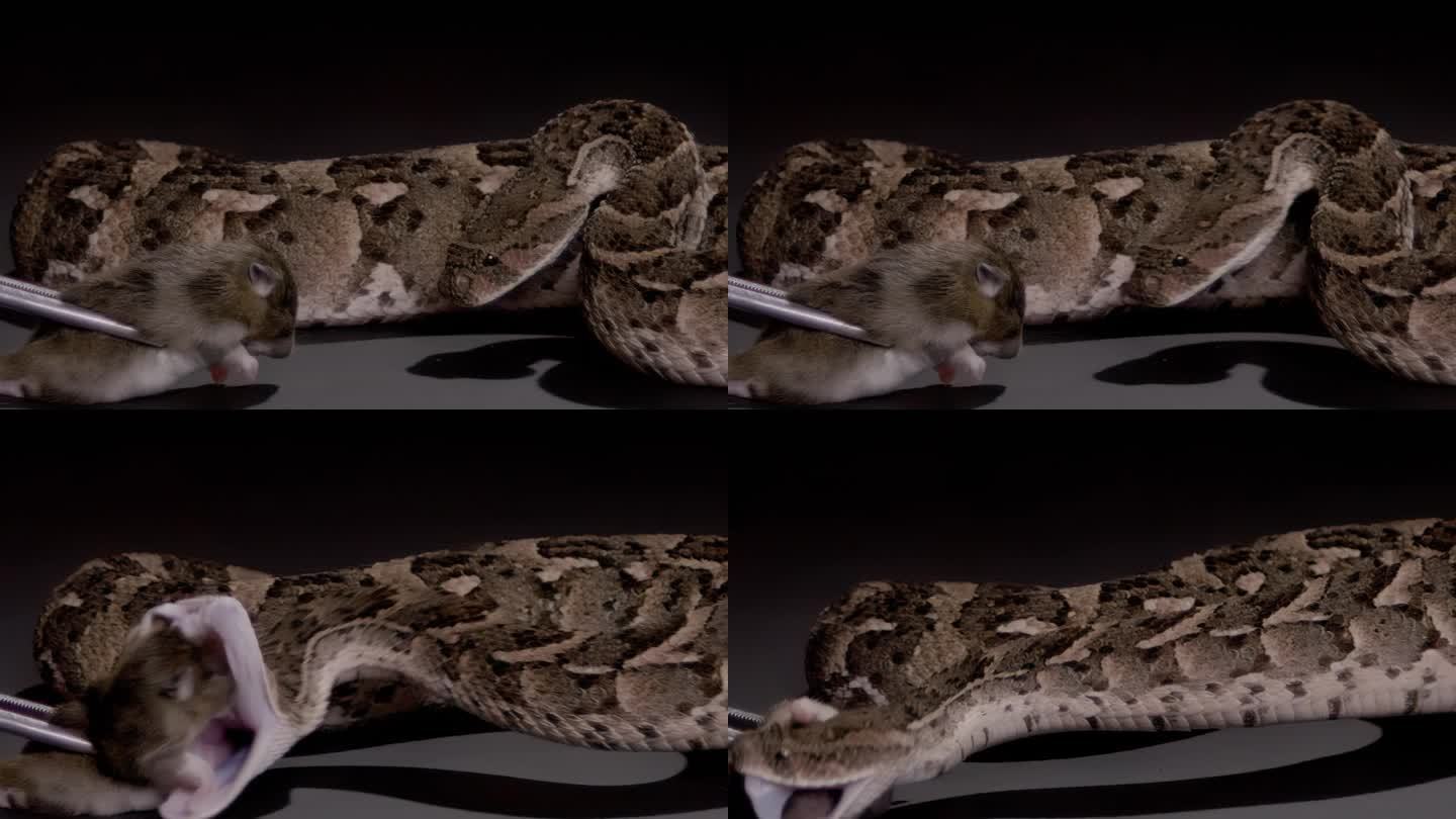 慢动作蛇打泡扑蝰蛇吃老鼠自然纪录片