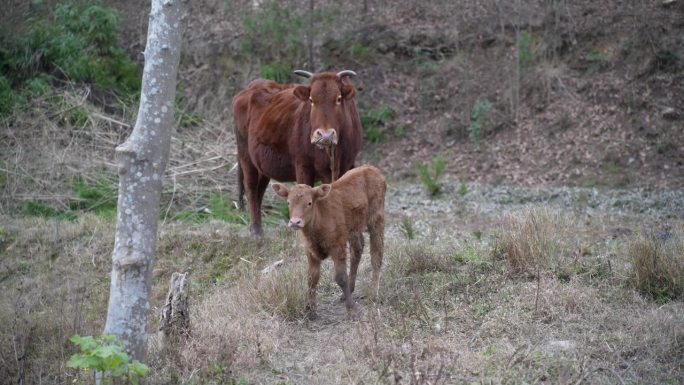 一头棕色的母牛和她的小牛