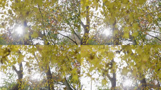 秋山，秋叶铺展光线穿过树叶透过树林丛林希