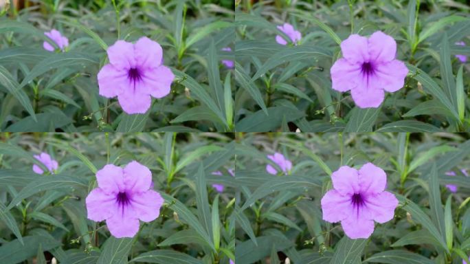 盛开的紫色花延时