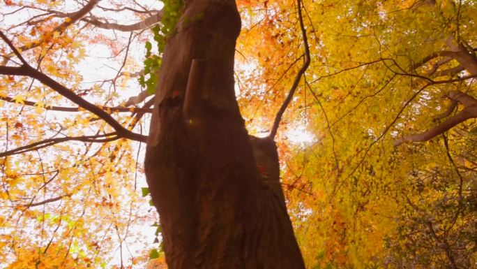 秋山，秋叶铺展漂亮的银杏树