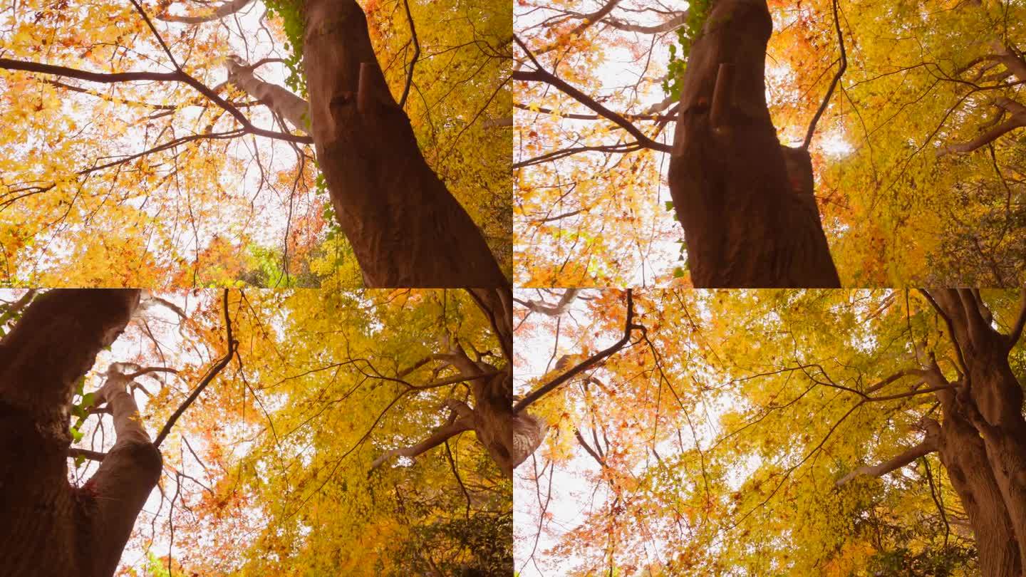 秋山，秋叶铺展漂亮的银杏树