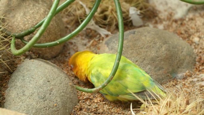 费舍尔的爱情鸟(Agapornis fischeri)鸟在野外沙漠的地面上觅食种子