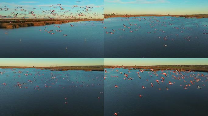 大群大火烈鸟，日落时水面上的玫瑰凤蝶
