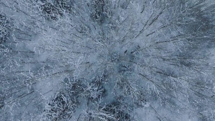 鸟瞰欧洲狍子(Capreolus Capreolus)在积雪覆盖的森林上奔跑，阴天的冬日，广角鸟瞰无
