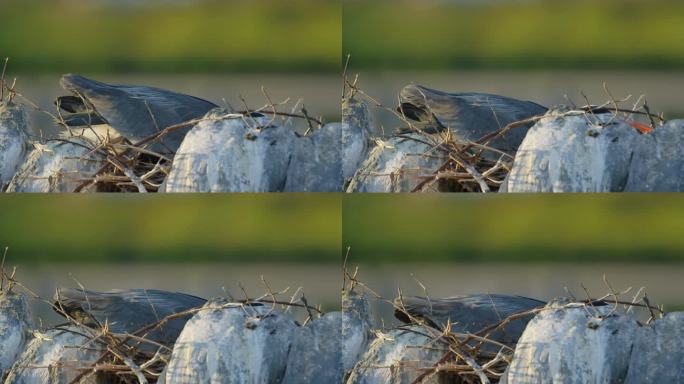 灰鹭(Ardea cinerea)母亲用羽毛盖住巢中的雏鸟
