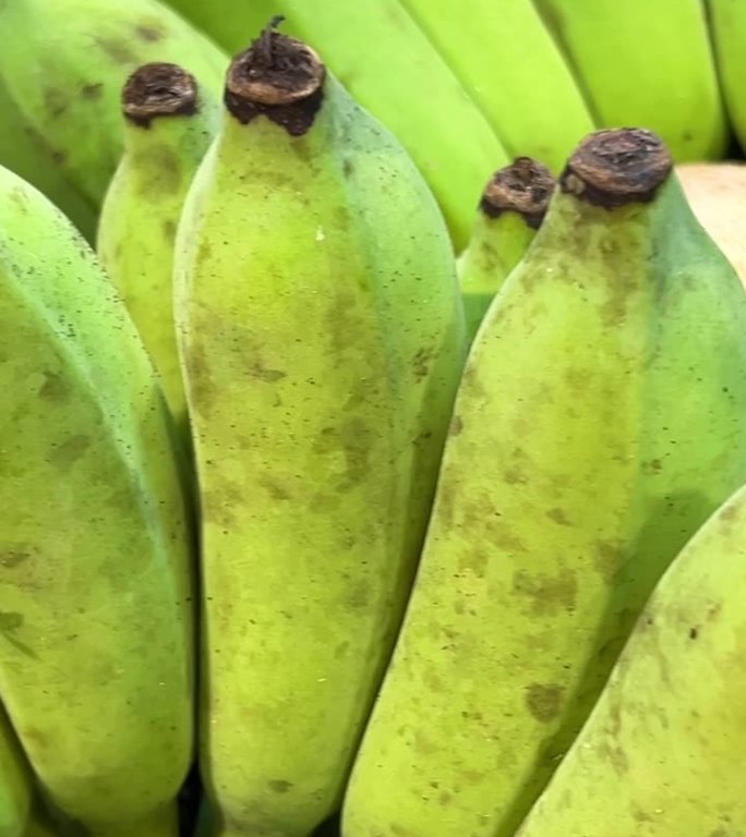 小绿香蕉在种植园里生长。一束香蕉，绿色的香蕉，阳光明媚的香蕉树。热带绿色香蕉叶和香蕉种植园的果实。