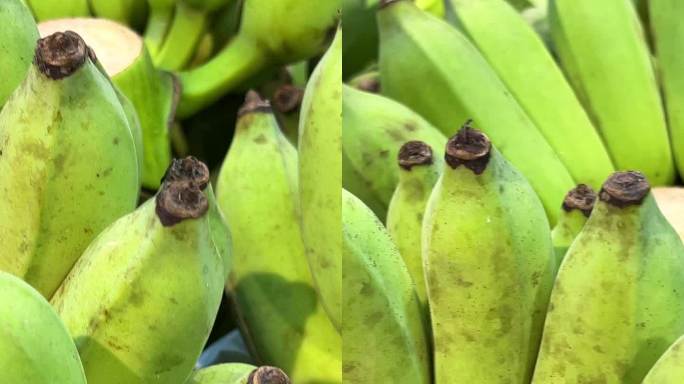 小绿香蕉在种植园里生长。一束香蕉，绿色的香蕉，阳光明媚的香蕉树。热带绿色香蕉叶和香蕉种植园的果实。