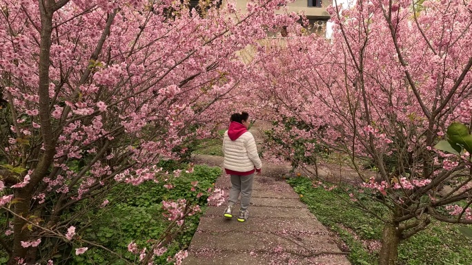 重庆北碚澄江五一村樱花橘乡农业公园风光