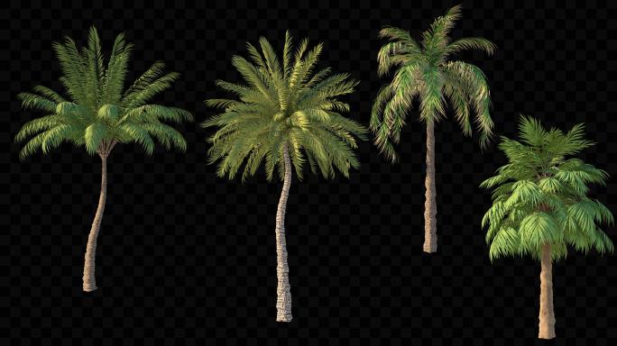 4组椰子树02_带通道