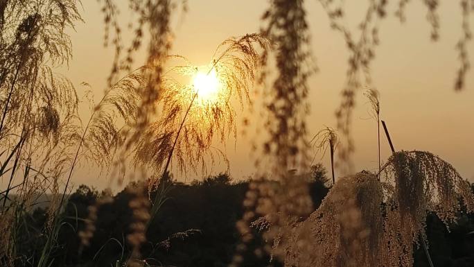 金色夕阳逆光晚风吹植物宁静郊外野草摆动