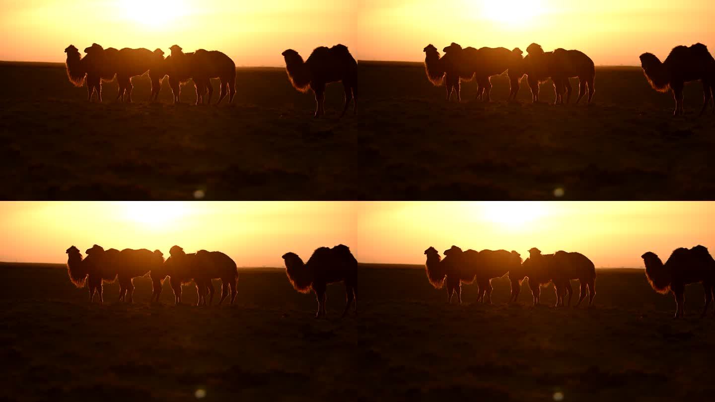 日出 日落 天边  骆驼 逆光 戈壁