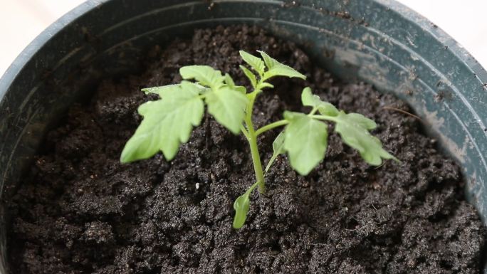 盆栽蔬菜 番茄苗 移栽到塑料盆 浇定根水