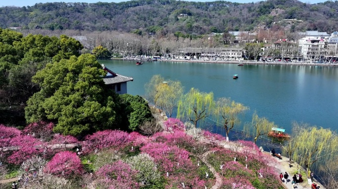 杭州西湖孤山公园梅花盛开航拍