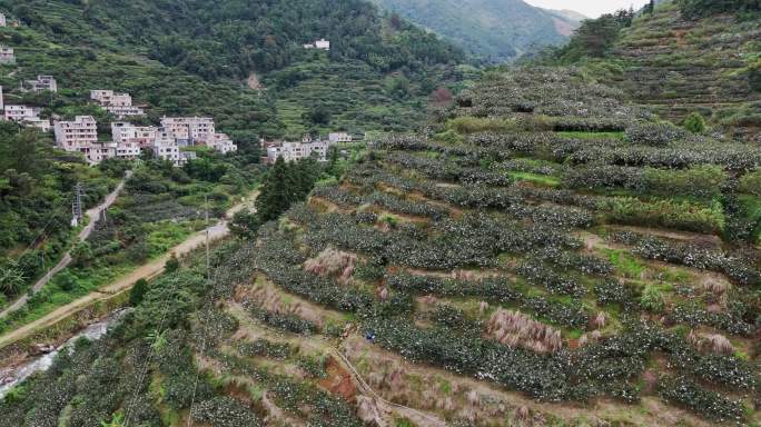 信宜大城北梭河 超长集河流实拍 乡村河流