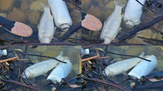湘江河水污染、湖面死鱼臭鱼