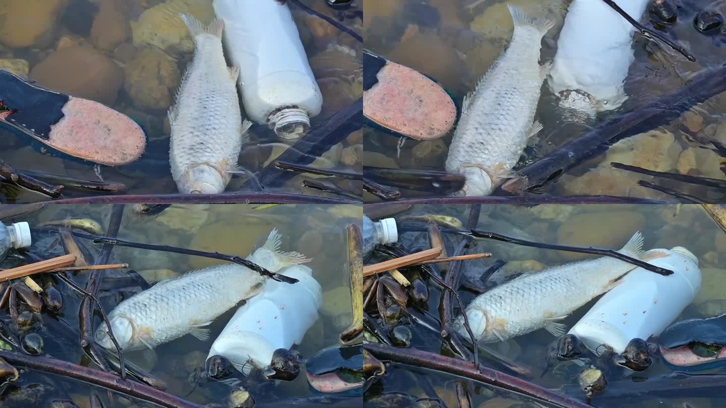 湘江河水污染、湖面死鱼臭鱼