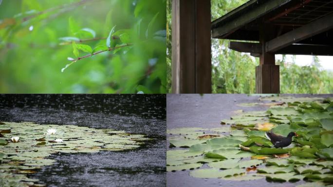 雨中小亭子池塘小湖水鸟 下雨空镜