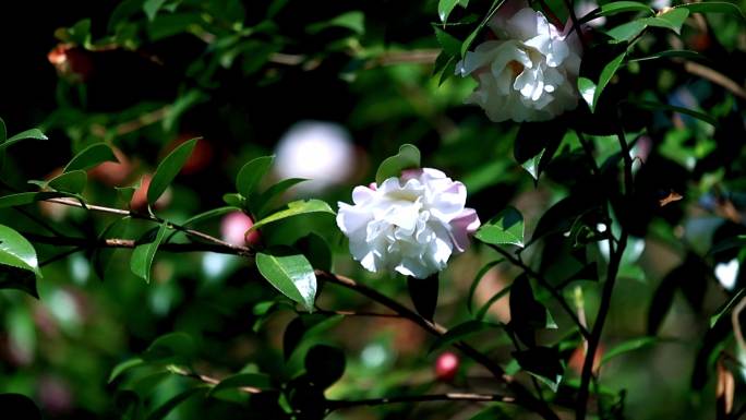 山茶花 赏花人群