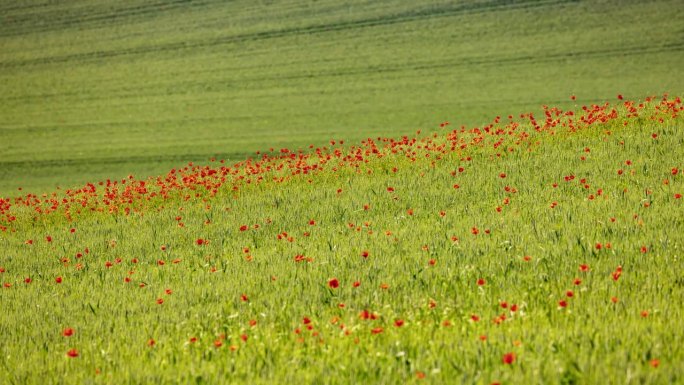 时间推移阴影移动在红色罂粟花在田野