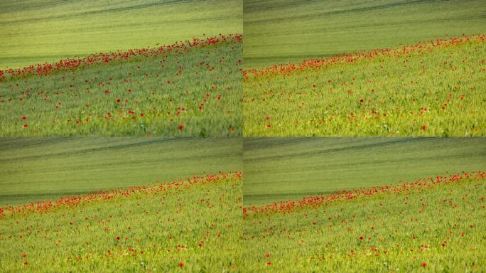 时间推移阴影移动在红色罂粟花在田野