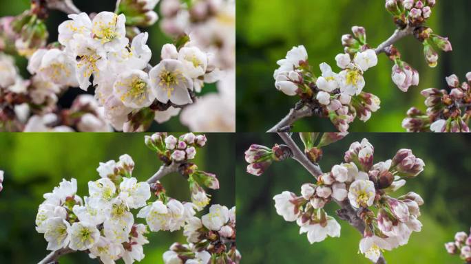 樱桃花花开延时