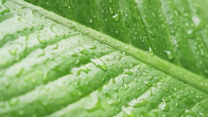 下雨天，新鲜的雨点或露珠落在绿色的芭蕉叶上