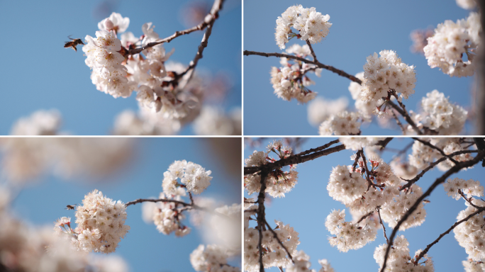 蓝天下盛开的樱桃花