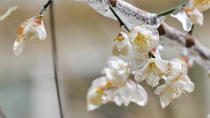 冰冻梅花樱花3