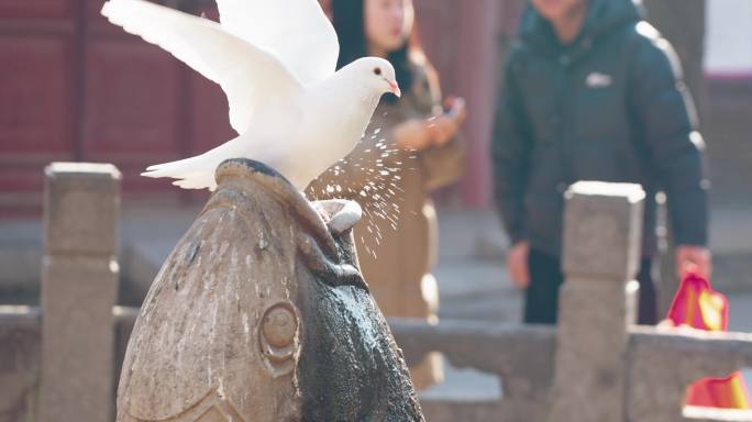 西安大兴善寺实拍4K