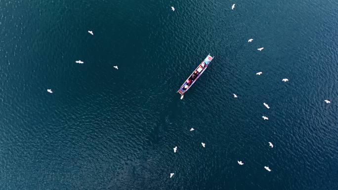 四川草海—云南泸沽湖海鸥成群渔船上空盘旋
