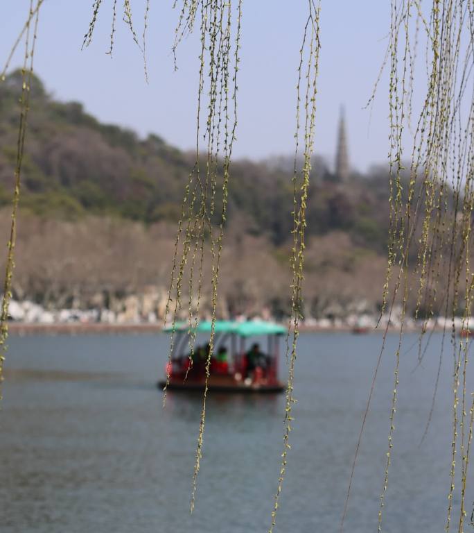 杭州西湖湖边垂柳发芽眺望宝石山保俶塔