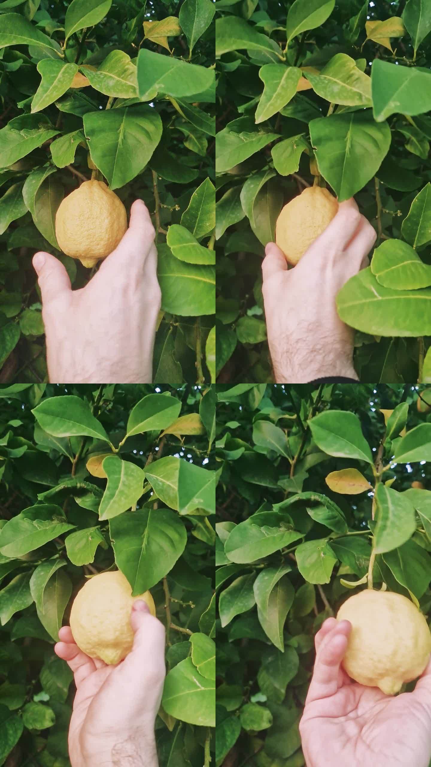 手摘一个成熟的柠檬，特写。见证收获过程，强调健康饮食。体验挑选有机食品的艺术，就像手挑选成熟的柠檬一