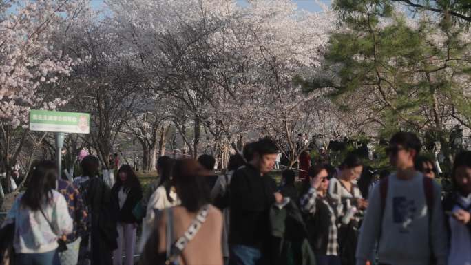 北京玉渊潭公园早樱樱花实拍合集