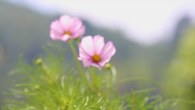 波斯菊野花鲜花植物空镜