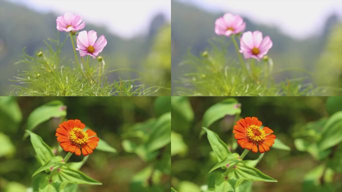 波斯菊野花鲜花植物空镜