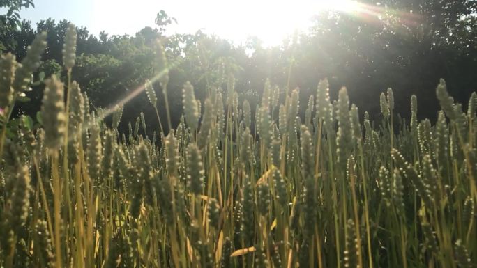 沐浴在阳光下的小麦 节气