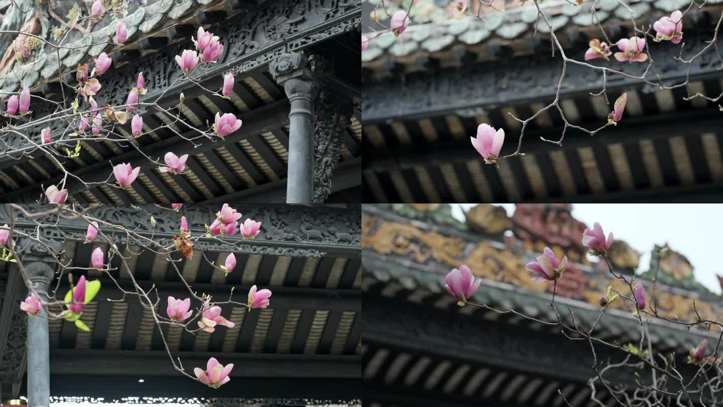 古建筑玉兰花4K